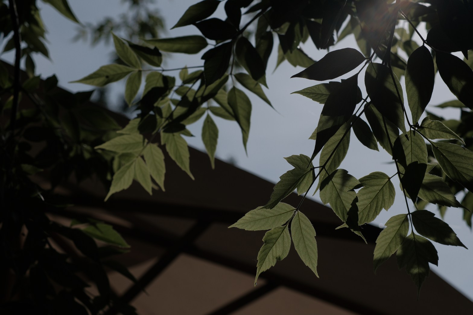 Photo by Sonya Li Leaves